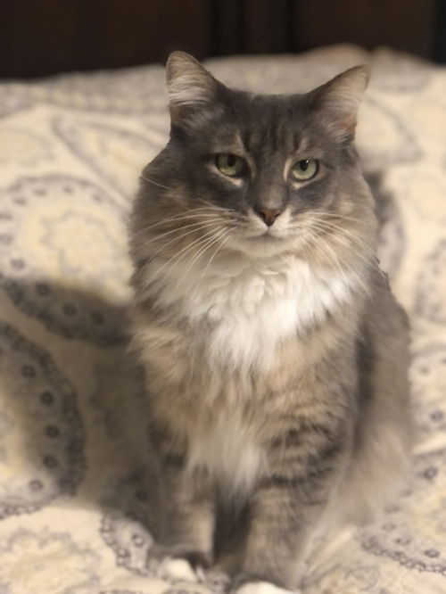 picture of the cat needing adoption