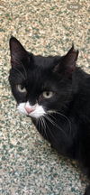 adoptable Cat in  named Riedell
