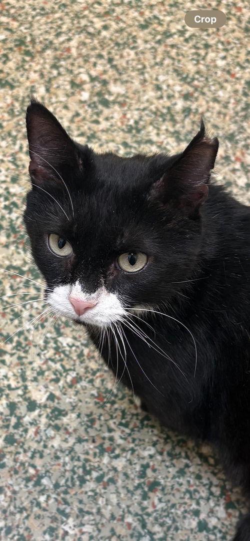 picture of the cat needing adoption