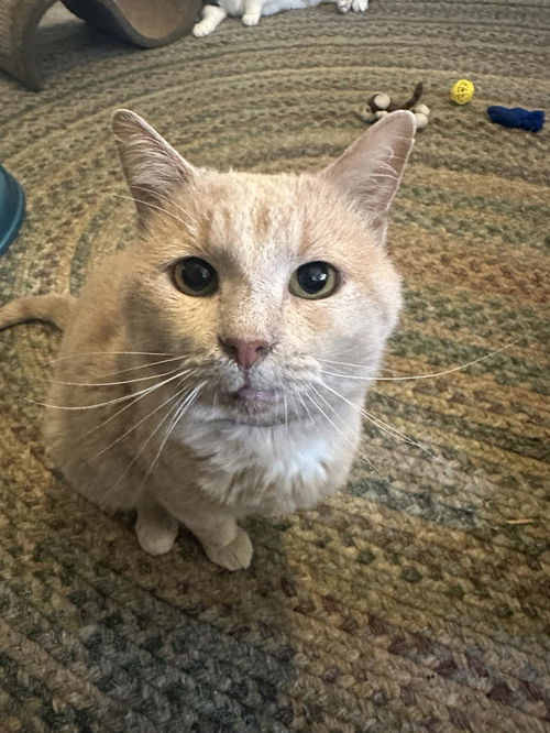 picture of the cat needing adoption