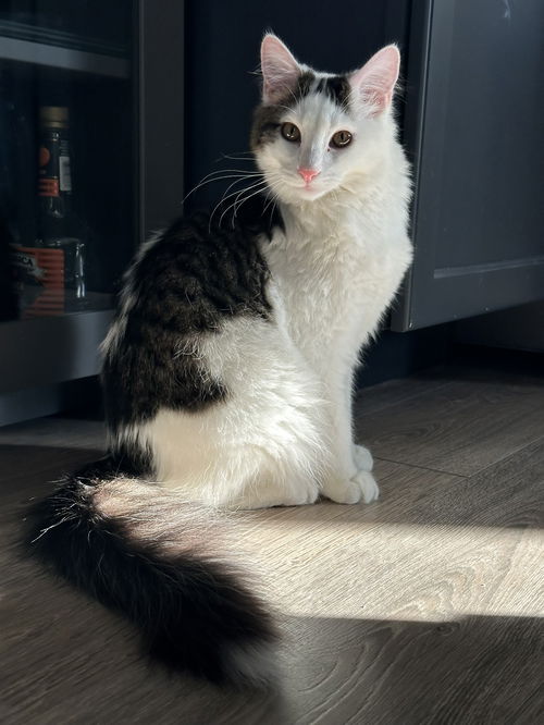 picture of the cat needing adoption