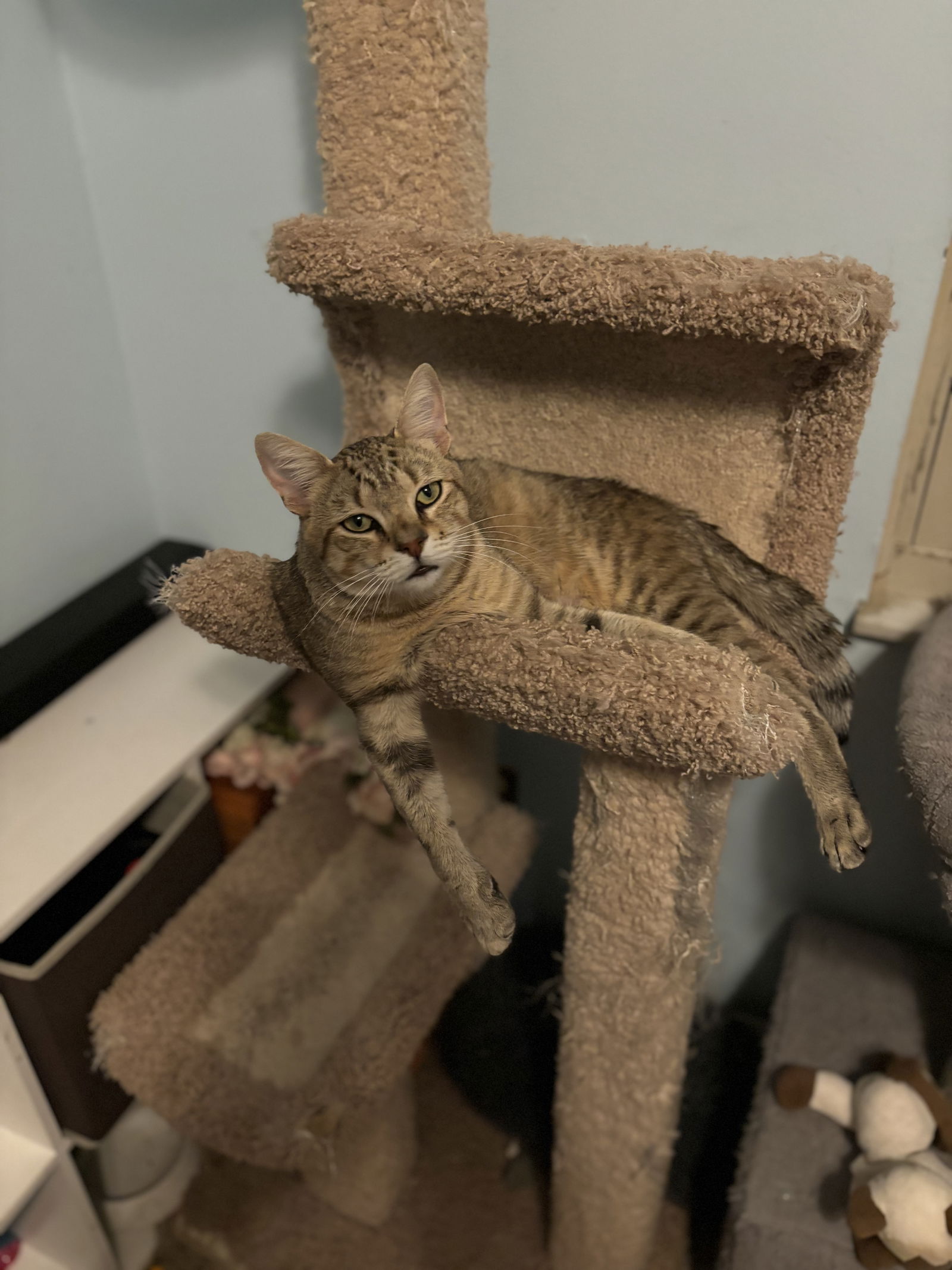 adoptable Cat in Cincinnati, OH named Wesley