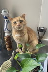 adoptable Cat in  named zz "Stevie" courtesy listing