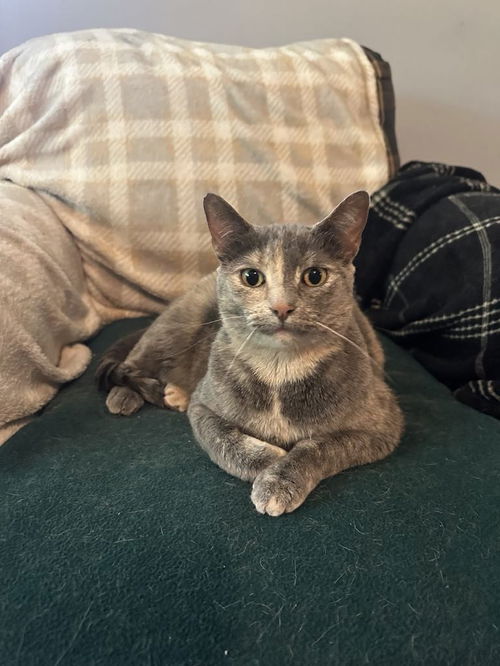 picture of the cat needing adoption