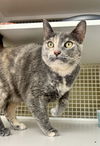 adoptable Cat in  named My Sharona