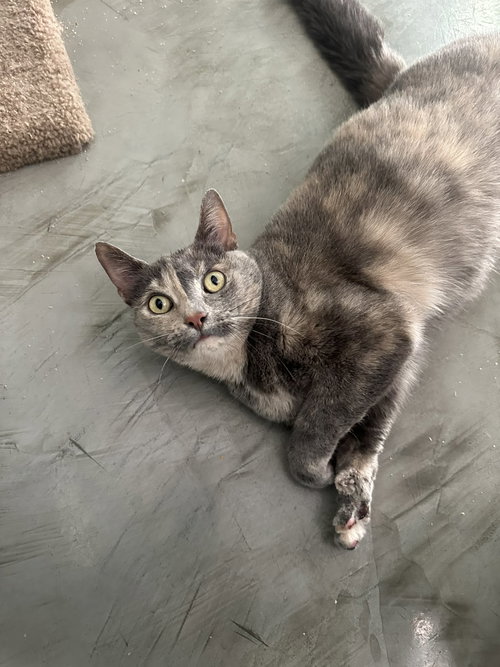 MY SHARONA - Dilute Tortoiseshell / Domestic Short Hair available for adoption