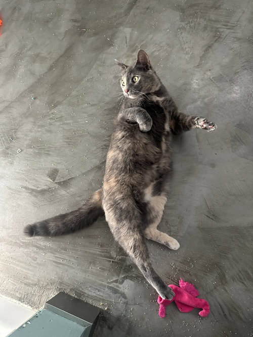 MY SHARONA - Dilute Tortoiseshell / Domestic Short Hair available for adoption
