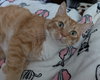Pringle (TSNP) - Photo 4