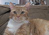 Pringle (TSNP) - Photo 1