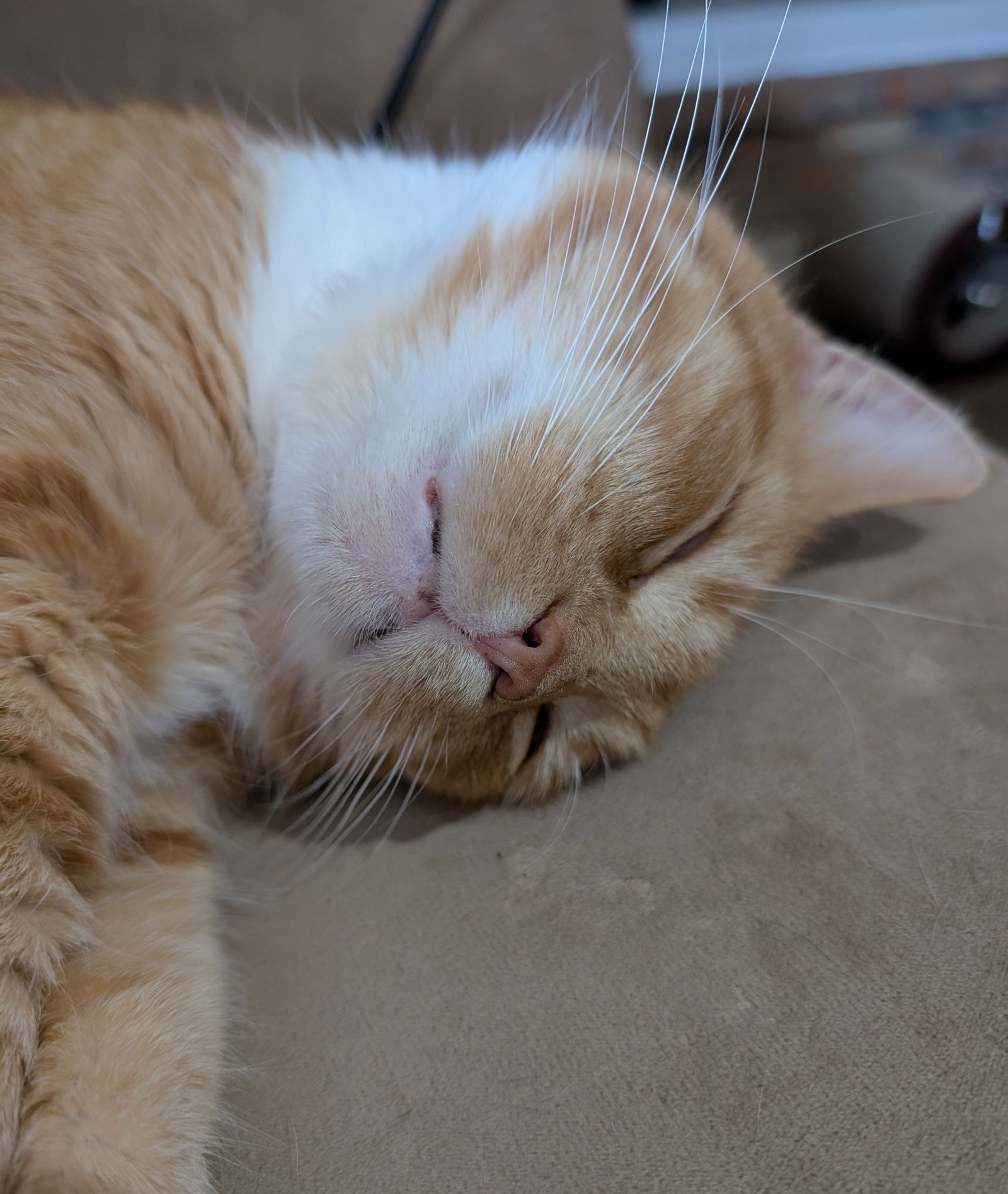adoptable Cat in Cincinnati, OH named Pringle (TSNP)