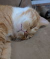 adoptable Cat in Cincinnati, OH named Pringle (TSNP)