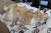 Pringle (TSNP) - Photo 2