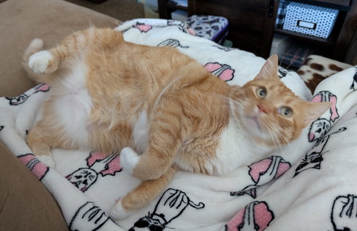 PRINGLE (TSNP) - Domestic Short Hair available for adoption
