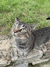 adoptable Cat in Cincinnati, OH named zz "Adar" courtesy listing