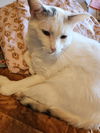adoptable Cat in  named zz "Mouse" courtesy listing