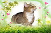 adoptable Cat in Cincinnati, OH named Roscoe
