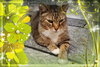 Roscoe - Photo 2
