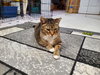 Roscoe - Photo 5