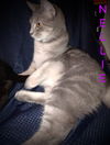 adoptable Cat in Cincinnati, OH named zz "Nellie" courtesy post