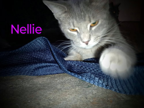 ZZ "NELLIE" COURTESY POST - Domestic Short Hair available for adoption