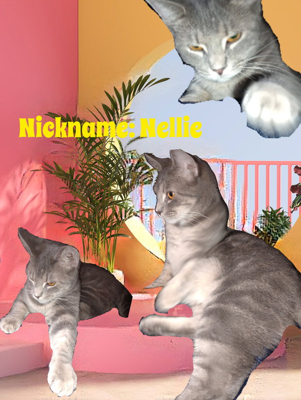 zz "Nellie" courtesy post