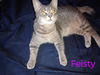 adoptable Cat in  named zz "Feisty" courtesy post