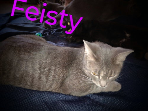 ZZ "FEISTY" COURTESY POST - Domestic Short Hair / Tabby available for adoption