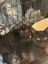 adoptable Cat in Cincinnati, OH named zz "Boo and Spider" courtesy listing
