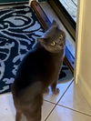 adoptable Cat in Cincinnati, OH named zz "Winnie" courtesy listing