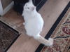 adoptable Cat in Cincinnati, OH named zz "Casper" courtesy listing
