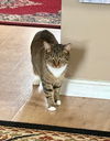 adoptable Cat in  named zz "Athena" courtesy listing