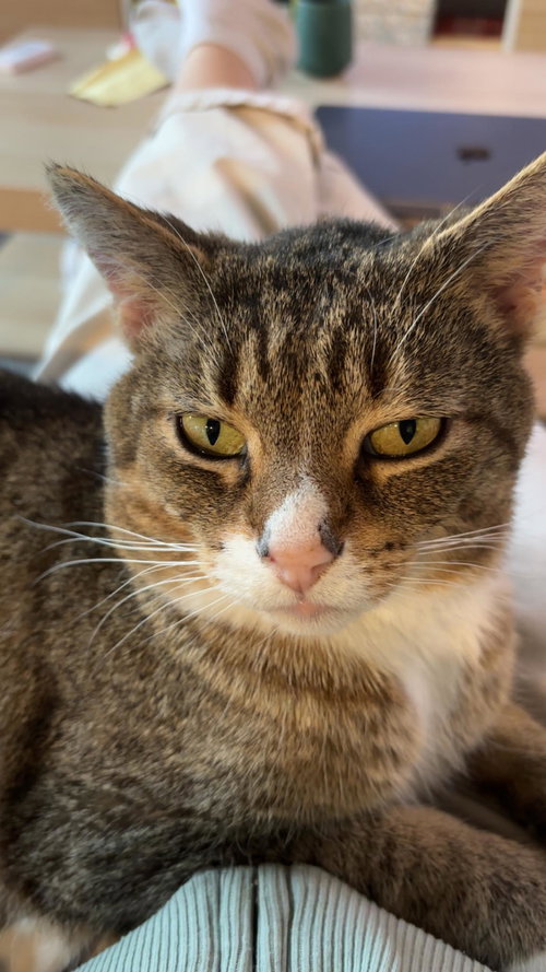 ARTIST FORMERLY KNOWN AS PRINCE - Tabby / Tuxedo available for adoption