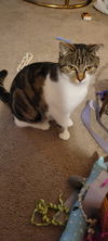 adoptable Cat in  named zz "Cocoa" courtesy listing