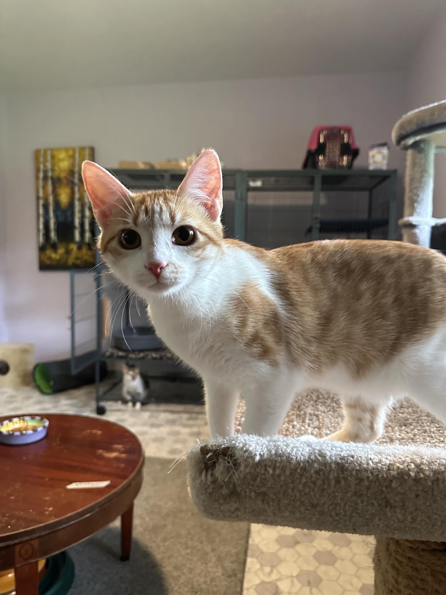 adoptable Cat in Cincinnati, OH named Herrera the survivor!