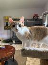 adoptable Cat in  named Herrera the survivor!