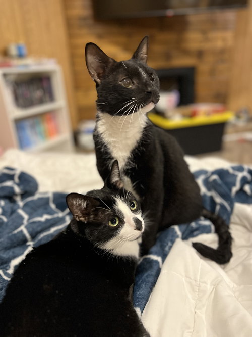 ZZ "CAPONE AND AUGGIE" COURTESY LISTING - Domestic Short Hair / Tuxedo available for adoption