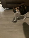 adoptable Cat in  named zz "Alanna" courtesy listing