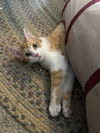 adoptable Cat in  named Ellsworth