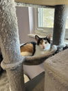 adoptable Cat in  named Joanie