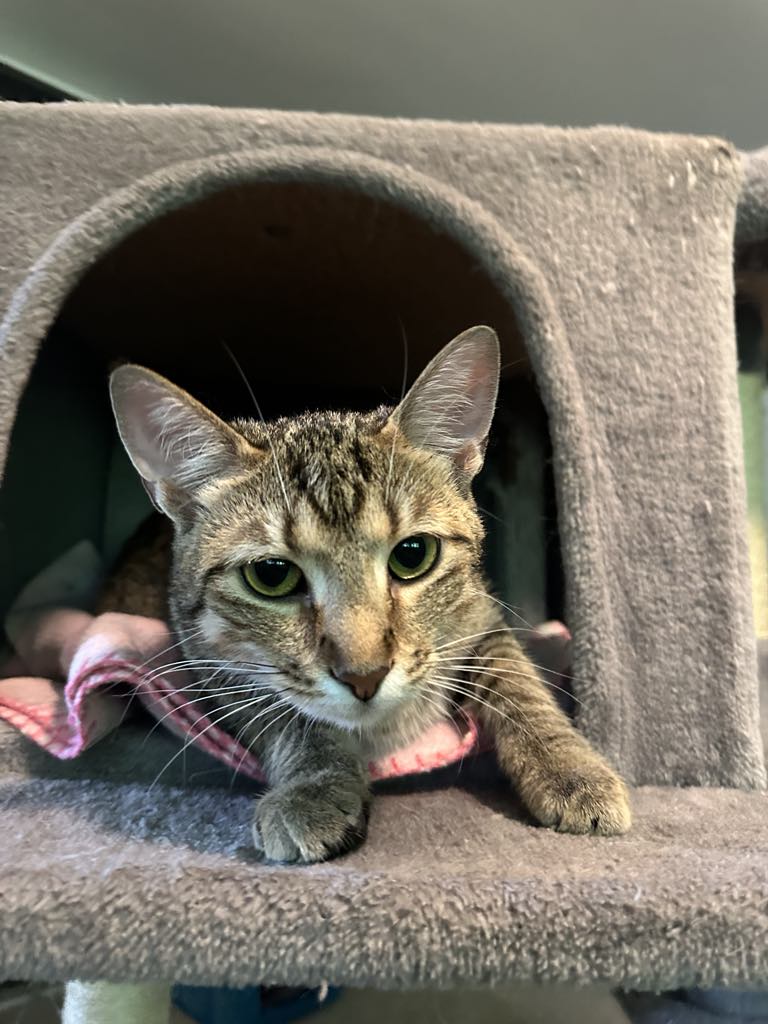 adoptable Cat in Cincinnati, OH named Jewel
