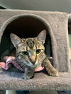 adoptable Cat in  named Jewel
