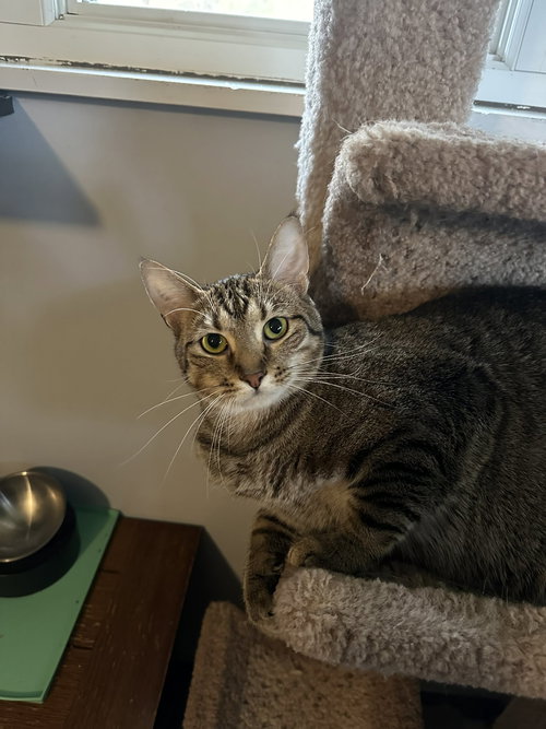 JEWEL - Tabby / Domestic Short Hair available for adoption