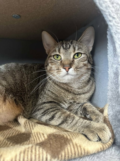 JEWEL - Tabby / Domestic Short Hair available for adoption