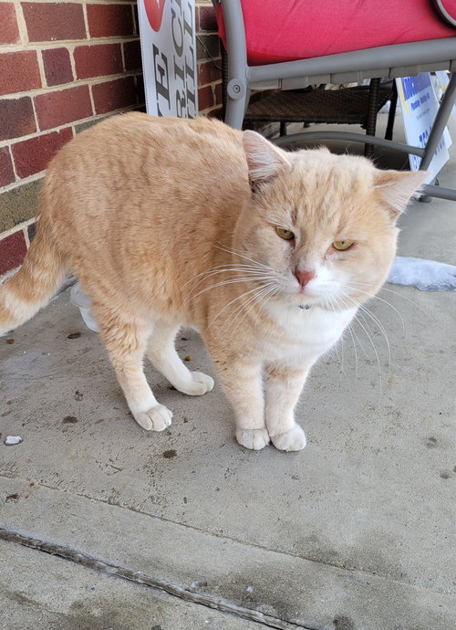 ZZ "TONY" COURTESY LISTING - Tabby available for adoption
