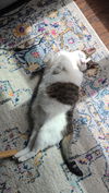 adoptable Cat in  named zz "Cleo" courtesy listing