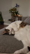 zz "Cleo" courtesy listing - Photo 2