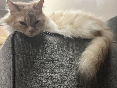 ZZ "KELLOGGS" COURTESY LISTING - Domestic Long Hair available for adoption