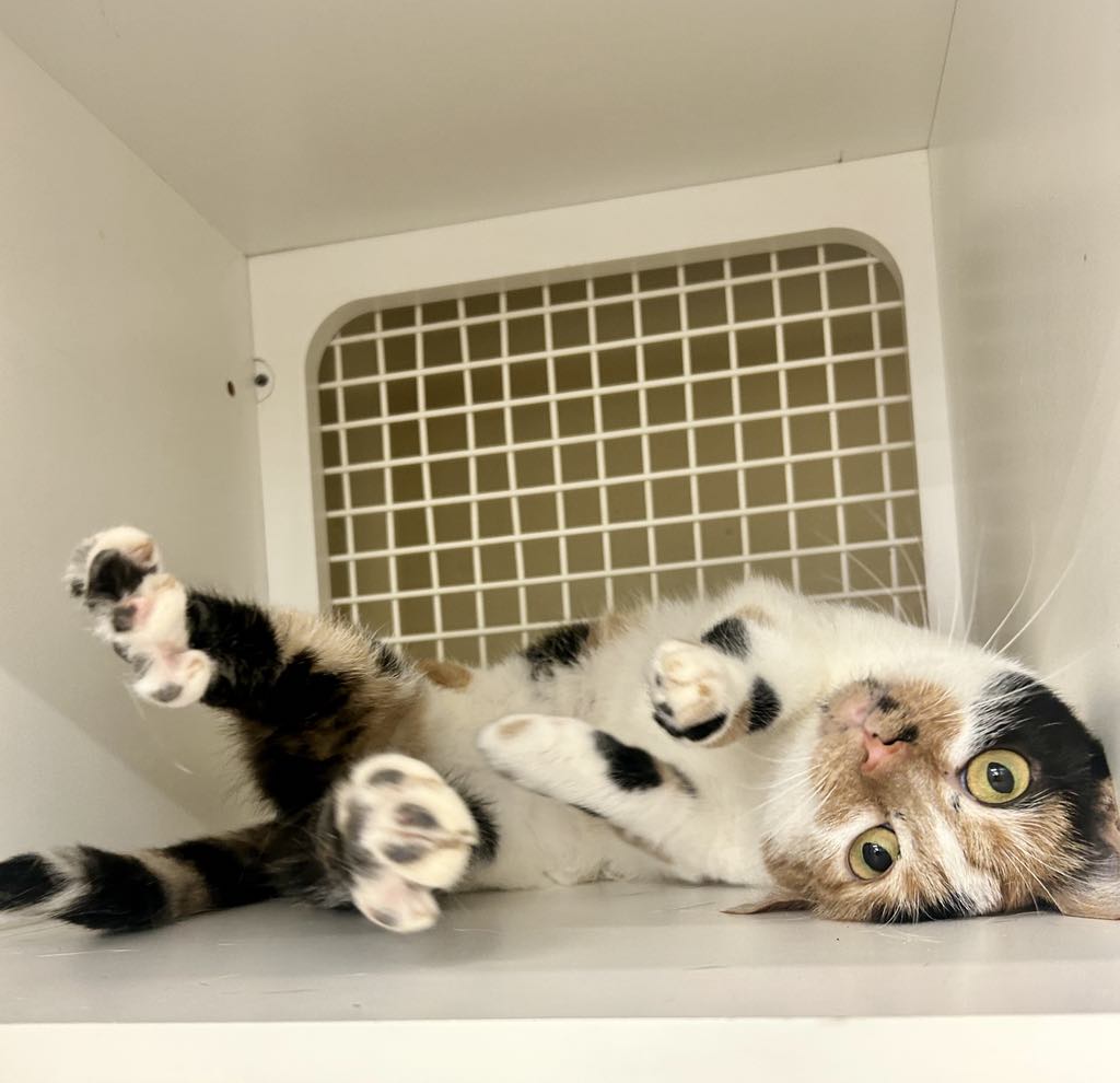 adoptable Cat in Cincinnati, OH named Bethany