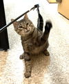 adoptable Cat in  named Antonio (Teddy Bear)