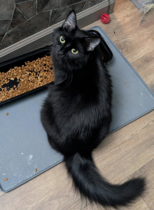 BRANDI - Domestic Medium Hair available for adoption